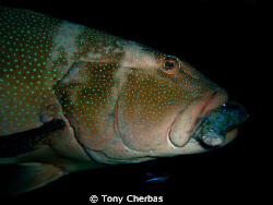 A giant grouper at the Liberty wreck in Bali catches its ... by Tony Cherbas 